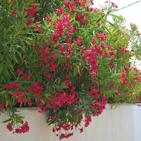 Poseidi - Olivia Вилла *