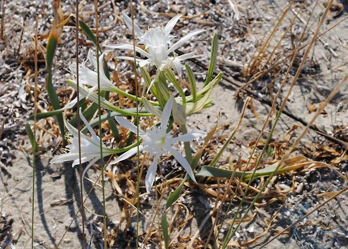 Poseidi - Olivia * Possidi