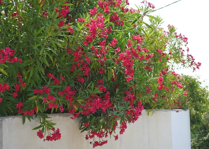 Poseidi - Olivia Villa *